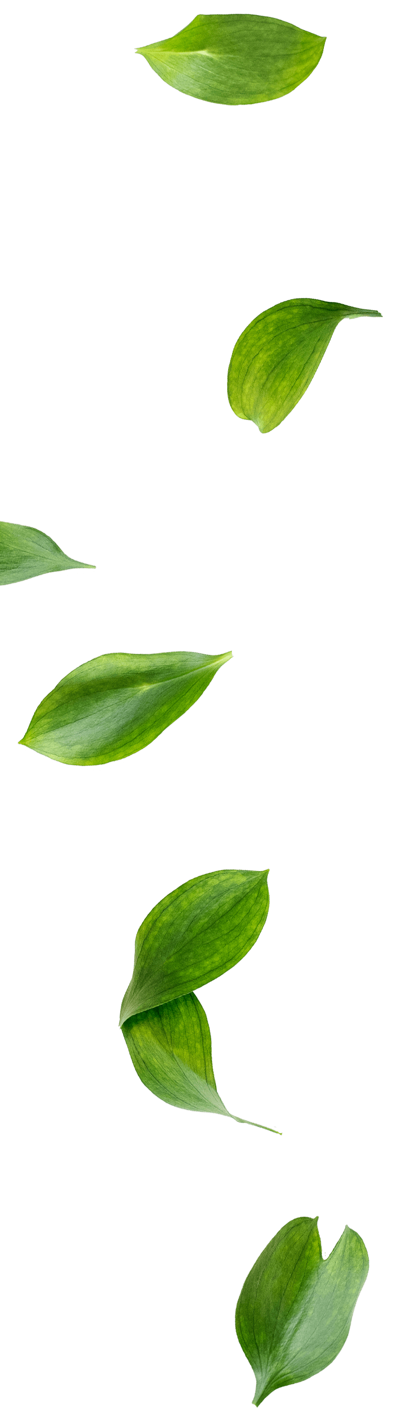 grüne Blätter